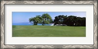 Framed Trees on a Golf Course, Manua Kea, Hawaii