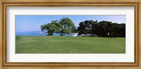 Framed Trees on a Golf Course, Manua Kea, Hawaii