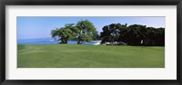 Framed Trees on a Golf Course, Manua Kea, Hawaii
