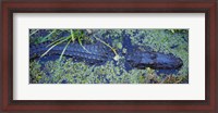 Framed Alligator Swimming in a River, Florida