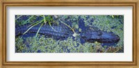 Framed Alligator Swimming in a River, Florida