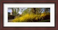 Framed Central Park in spring with buildings in the background, Manhattan, New York City, New York State, USA