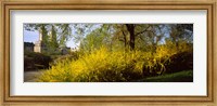Framed Central Park in spring with buildings in the background, Manhattan, New York City, New York State, USA