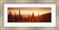 Framed Firweed At Sunset, Montana