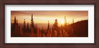Framed Firweed At Sunset, Montana