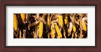 Framed Corn Crop Field, Minnesota