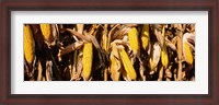 Framed Corn Crop Field, Minnesota