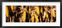 Framed Corn Crop Field, Minnesota