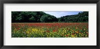 Framed Poppy Field, France