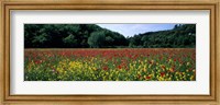 Framed Poppy Field, France