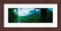 Framed Rainforest in Cayo District, Belize