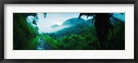 Framed Rainforest in Cayo District, Belize
