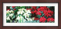 Framed Red And White Poinsettias