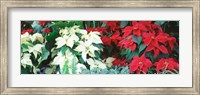 Framed Red And White Poinsettias