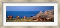Framed Celtic Horses, Finistere, Brittany, France