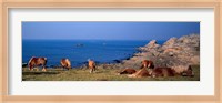 Framed Celtic Horses, Finistere, Brittany, France