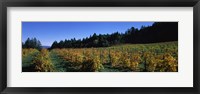 Framed Vineyard in Fall, Sonoma County, California