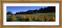 Framed Vineyard in Fall, Sonoma County, California