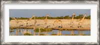 Framed Giraffes, Etosha National Park, Namibia