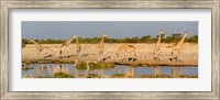 Framed Giraffes, Etosha National Park, Namibia