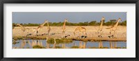 Framed Giraffes, Etosha National Park, Namibia