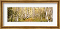Framed Dixie National Forest, Utah