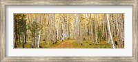Framed Dixie National Forest, Utah