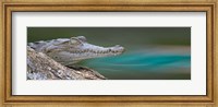 Framed American Crocodile, Costa Rica