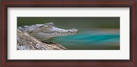 Framed American Crocodile, Costa Rica