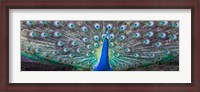 Framed Dancing Peacock, India