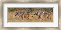 Framed Male and female Greater Kudu, Etosha National Park, Namibia