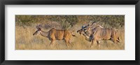Framed Male and female Greater Kudu, Etosha National Park, Namibia