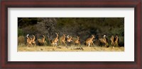 Framed Black-Faced Impala, Etosha National Park, Namibia