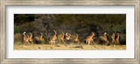 Framed Black-Faced Impala, Etosha National Park, Namibia