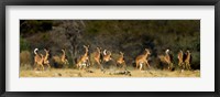 Framed Black-Faced Impala, Etosha National Park, Namibia