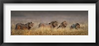 Framed African Lions, Ngorongoro Conservation Area, Tanzania