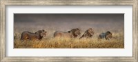 Framed African Lions, Ngorongoro Conservation Area, Tanzania