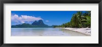 Framed Palm Trees in Bora Bora, French Polynesia