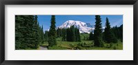 Framed Mt. Rainier National Park, Washington State