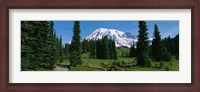 Framed Mt. Rainier National Park, Washington State