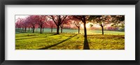 Framed Cherry Blossoms in a Park, England