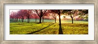 Framed Cherry Blossoms in a Park, England