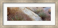 Framed Anza Borrego Desert State Park, Borrego Springs, California
