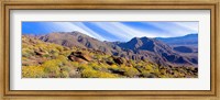 Framed Flowering Shrubs, Anza Borrego Desert State Park, California