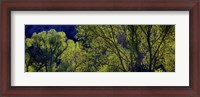 Framed Cottonwood Trees, Gila Hot Springs, New Mexico