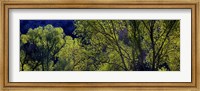 Framed Cottonwood Trees, Gila Hot Springs, New Mexico