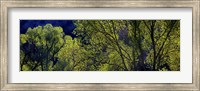 Framed Cottonwood Trees, Gila Hot Springs, New Mexico