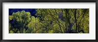 Framed Cottonwood Trees, Gila Hot Springs, New Mexico