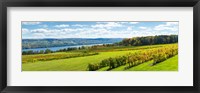Framed Glenora Vineyard, Seneca Lake, Finger Lakes, New York State
