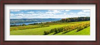 Framed Glenora Vineyard, Seneca Lake, Finger Lakes, New York State